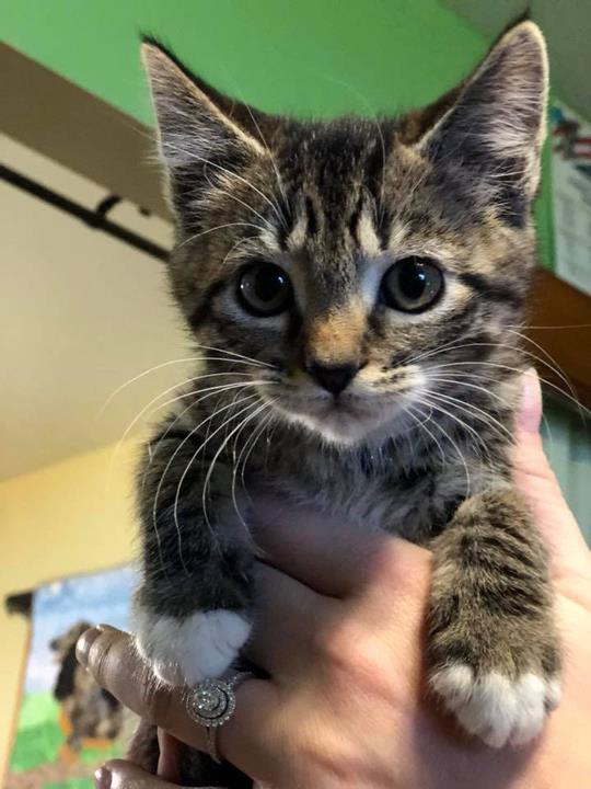 Shepherdsville Animal Hospital Shepherdsville, KY