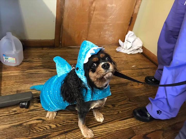 Shepherdsville Animal Hospital Shepherdsville, KY